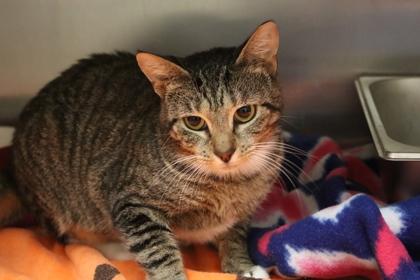 Alice, Adoptable, Adult Female Domestic Short Hair & Domestic Short Hair.