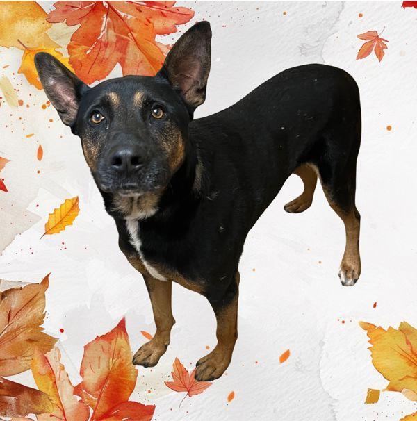 Rocky, Adoptable, Adult Male German Shepherd Dog & American Bulldog.