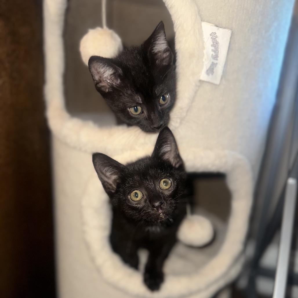 Pineapple, Adoptable, Kitten Male Domestic Short Hair.