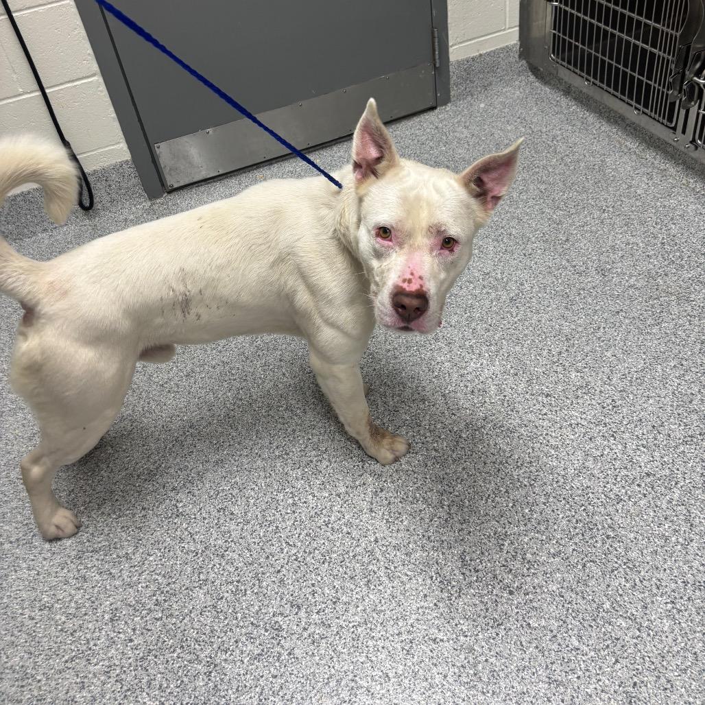 Petey, Adoptable, Adult Male American Staffordshire Terrier & Mixed Breed.