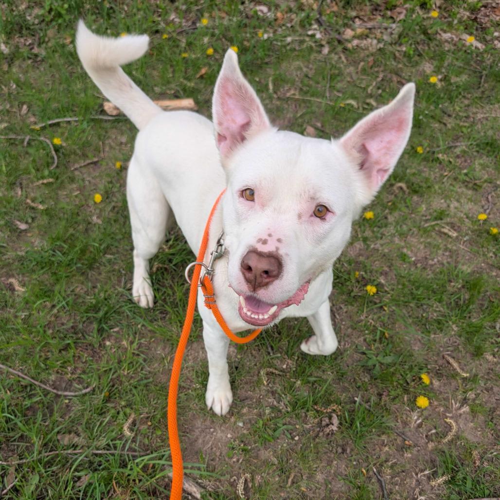 Enlarge Petey, a Adoptable mixed breed in Grand Rapids, MI image 4/6