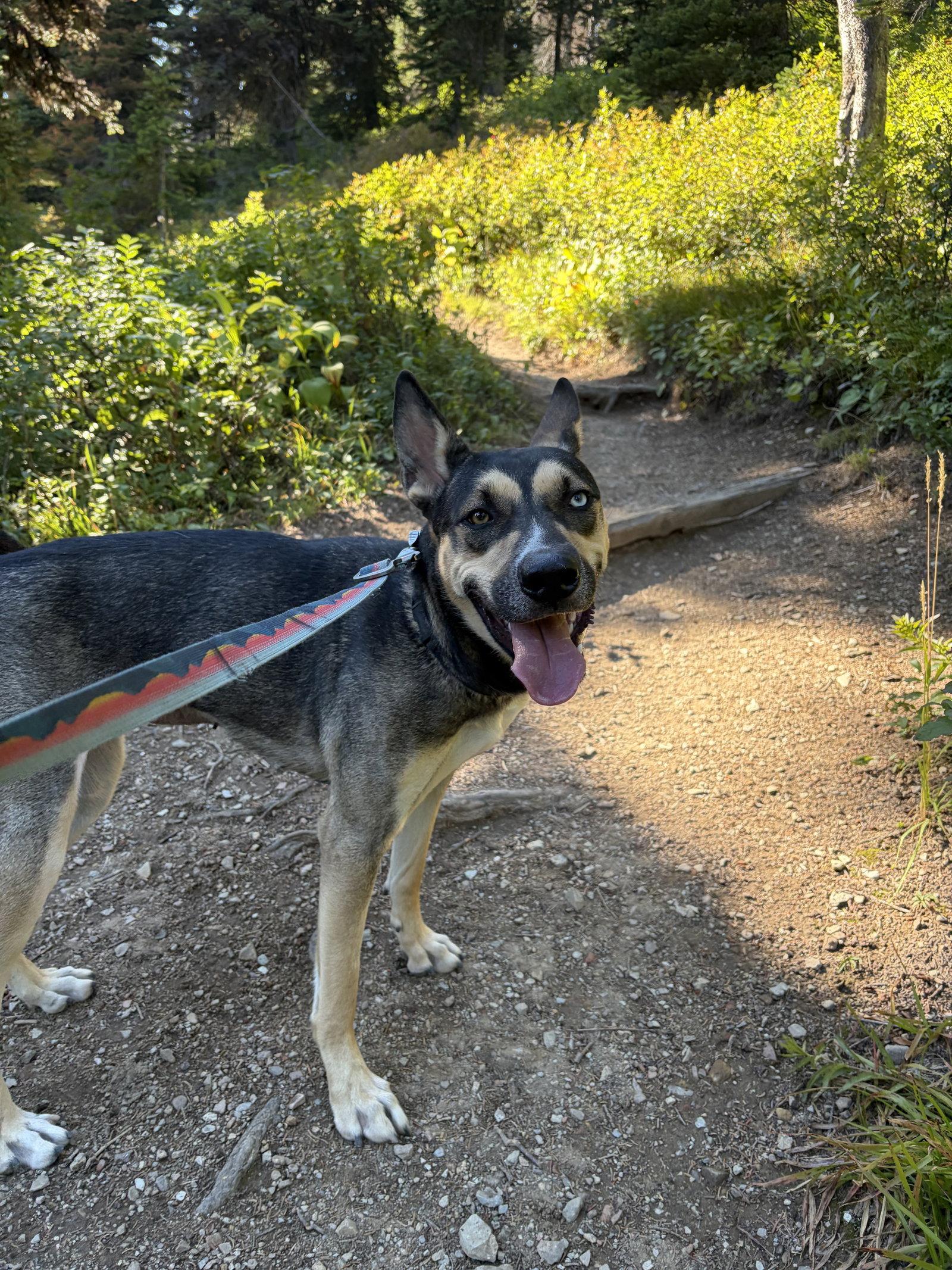 Willow, Adoptable, Adult Female Husky & German Shepherd Dog.