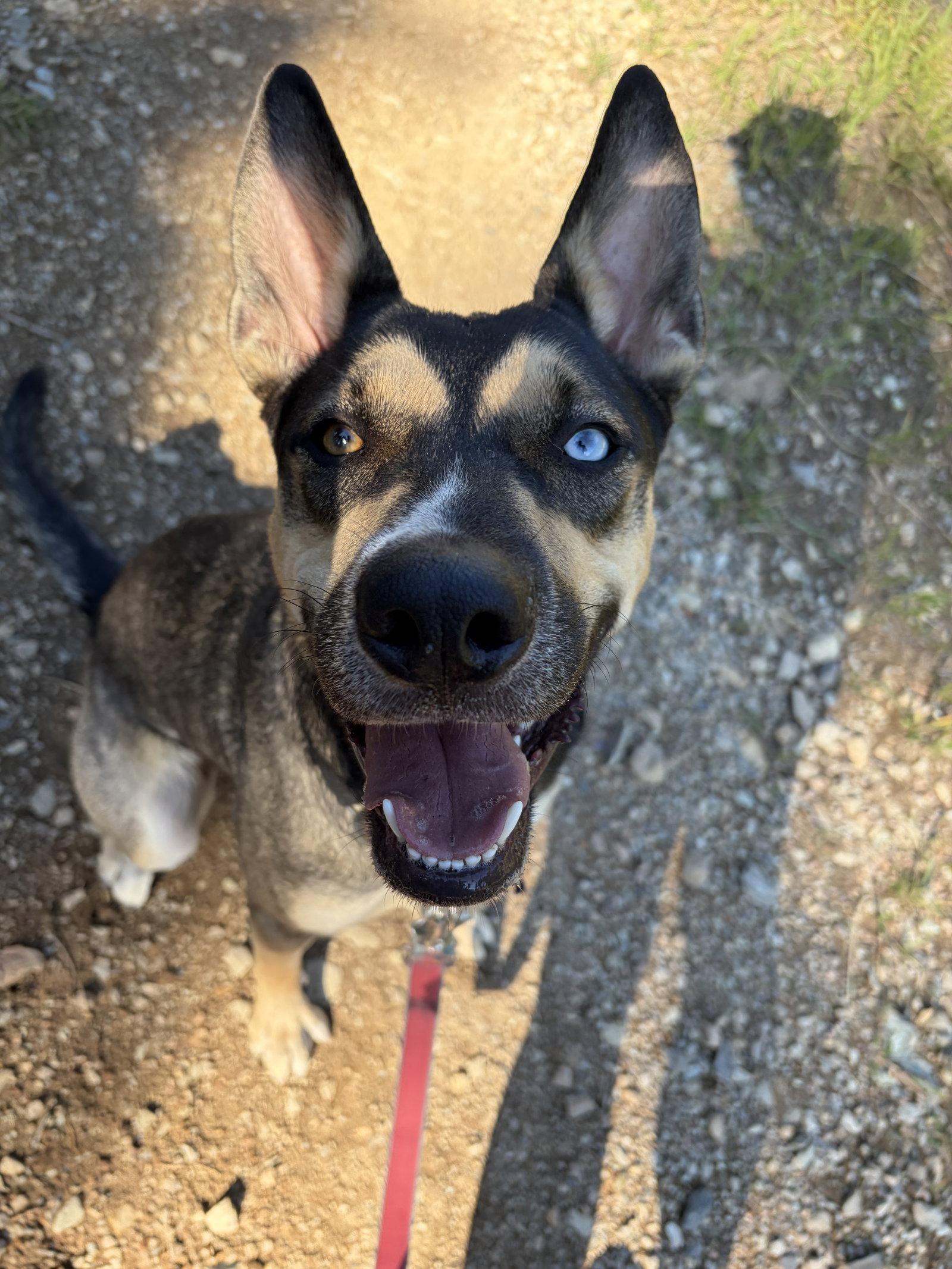 Willow, a Adoptable mixed breed in Polson, MT image 2/2