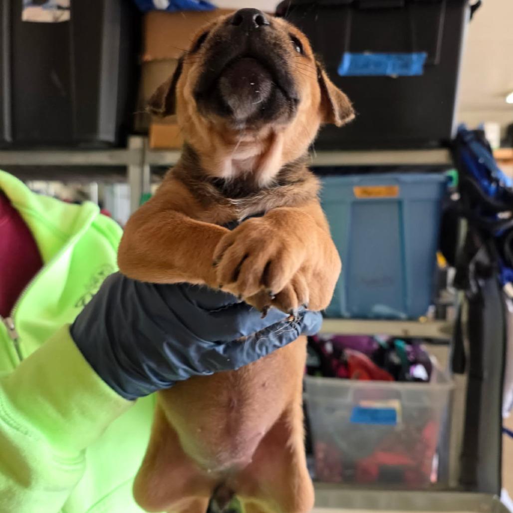 Ruby, Adoptable, Puppy Female Mixed Breed.