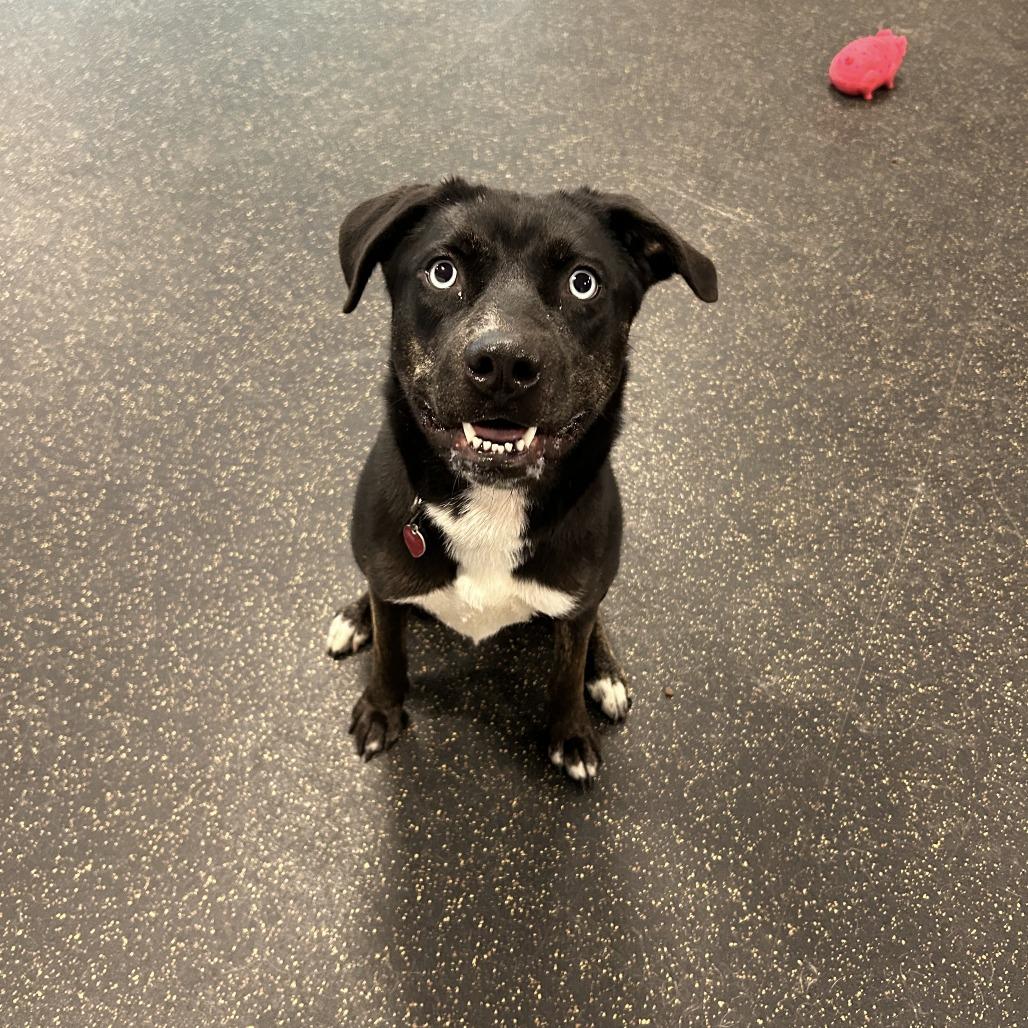 Hera, Adoptable, Adult Female Husky.