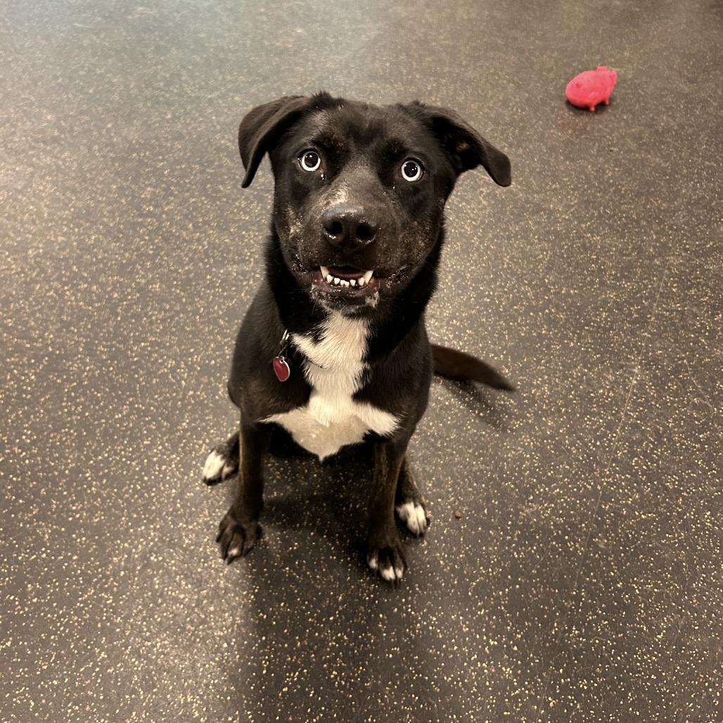 Hera, a Adoptable mixed breed in Conway, NH image 2/6