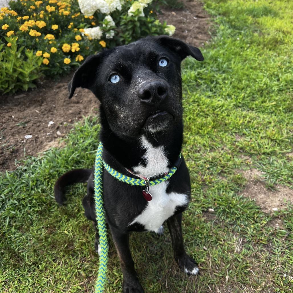 Hera, a Adoptable mixed breed in Conway, NH image 3/6