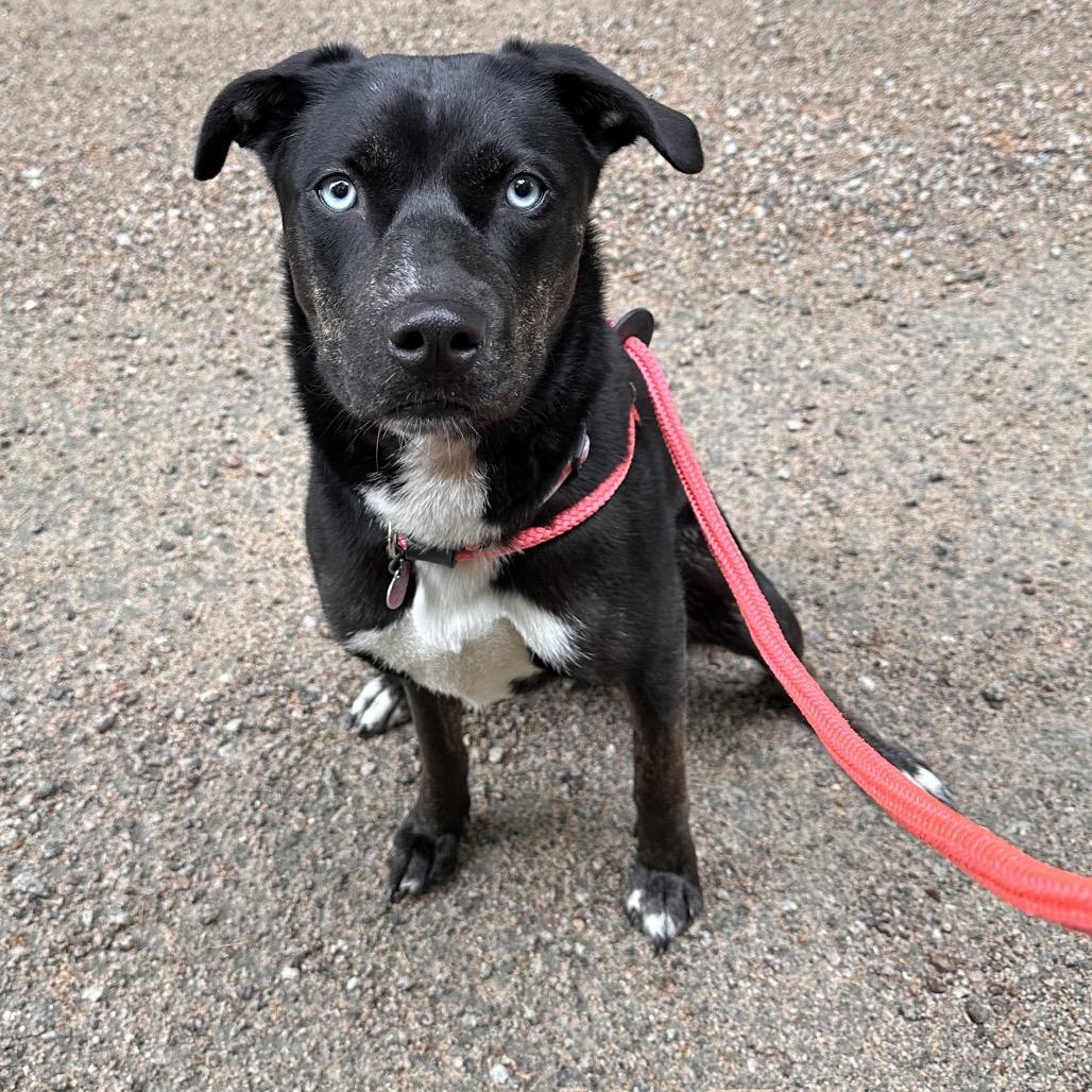 Hera, a Adoptable mixed breed in Conway, NH image 4/6