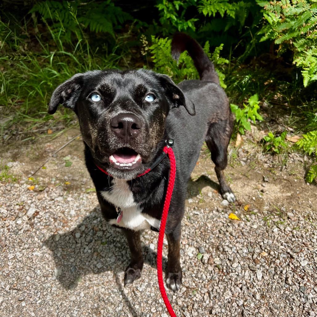 Hera, a Adoptable mixed breed in Conway, NH image 5/6