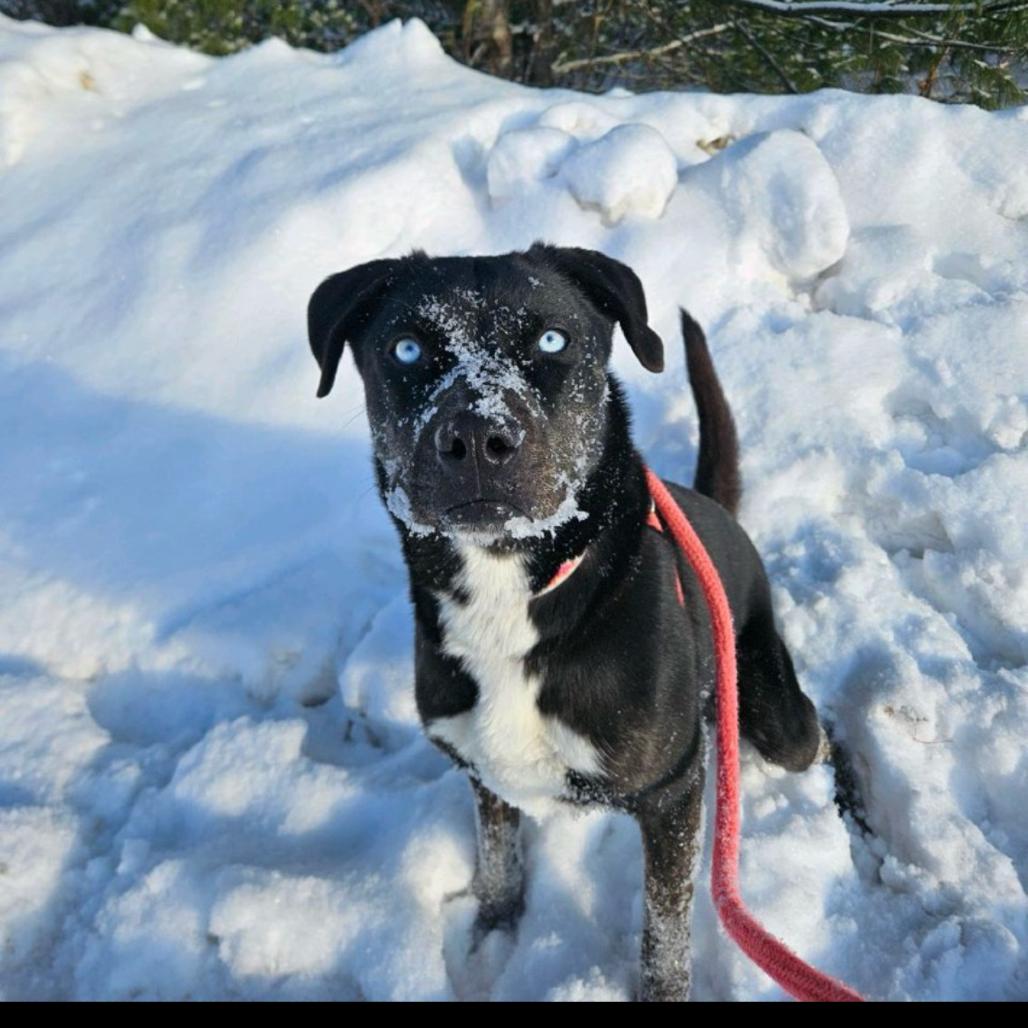 Enlarge Hera, a Adoptable mixed breed in Conway, NH image 5/6