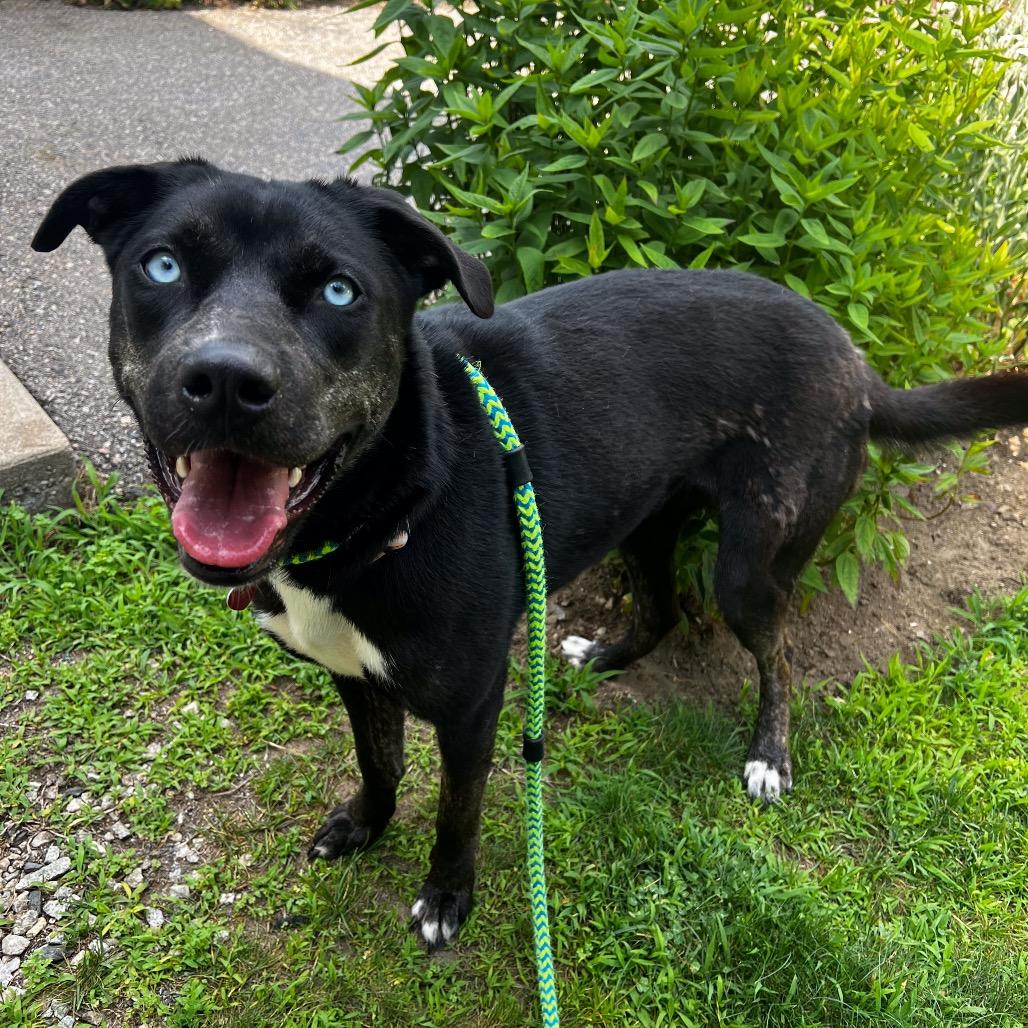 Hera, a Adoptable mixed breed in Conway, NH image 6/6