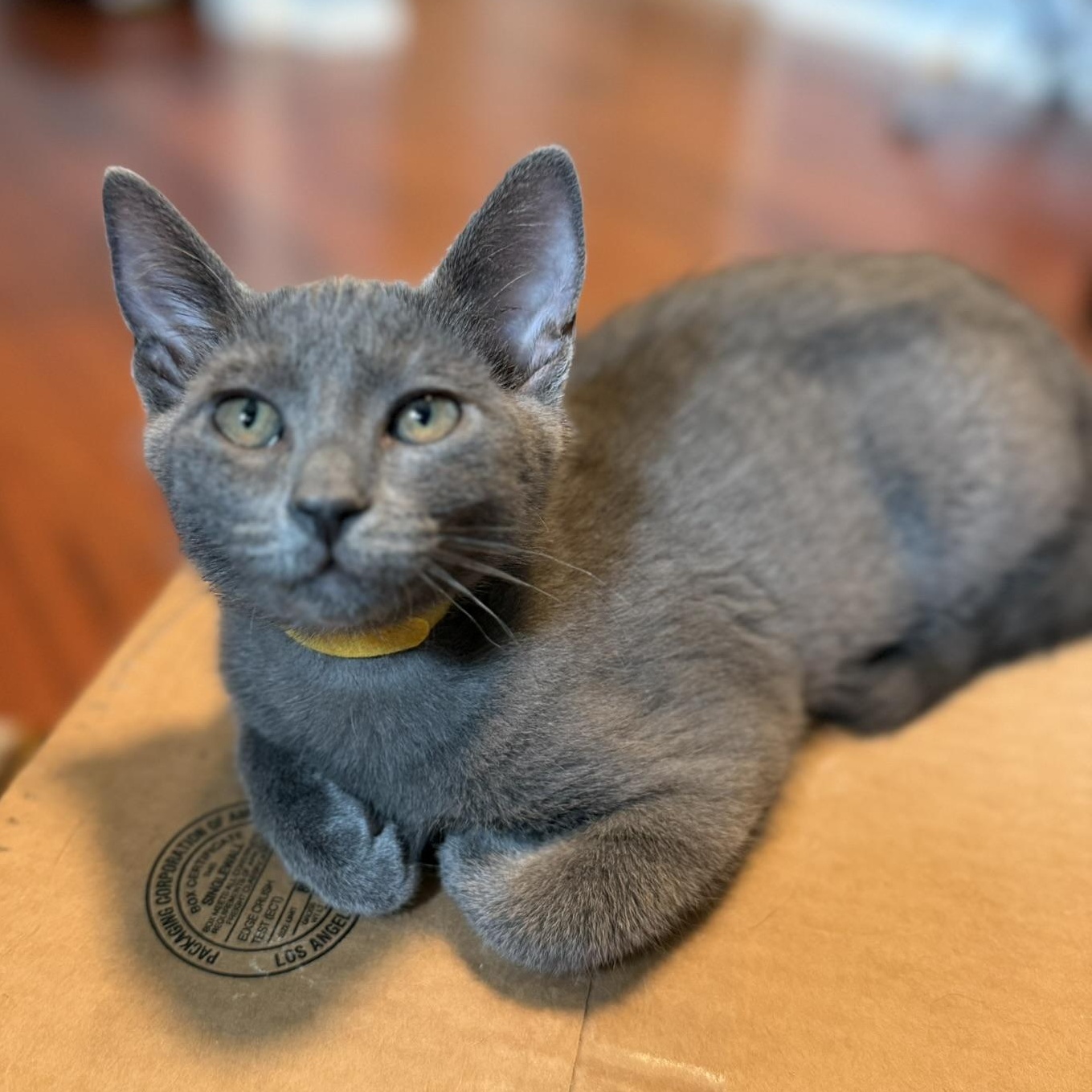 Cosmo, Adoptable, Kitten Female Domestic Short Hair.
