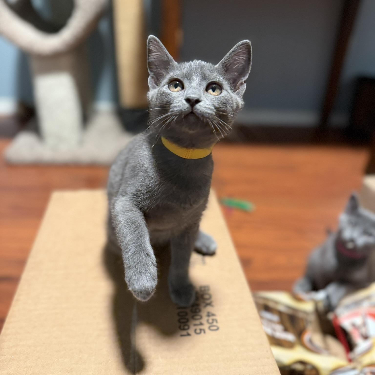 Enlarge Cosmo, a Adoptable Domestic Short Hair in Renton , WA image 3/3