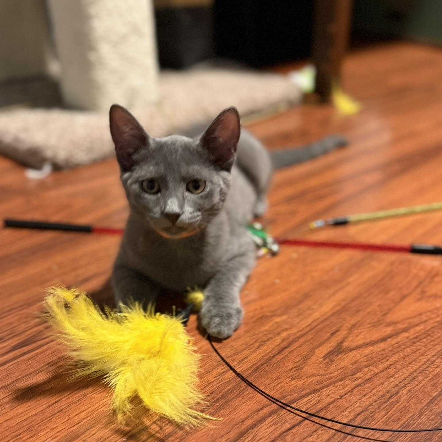 Enlarge Cosmo, a Adoptable Domestic Short Hair in Renton , WA image 2/3