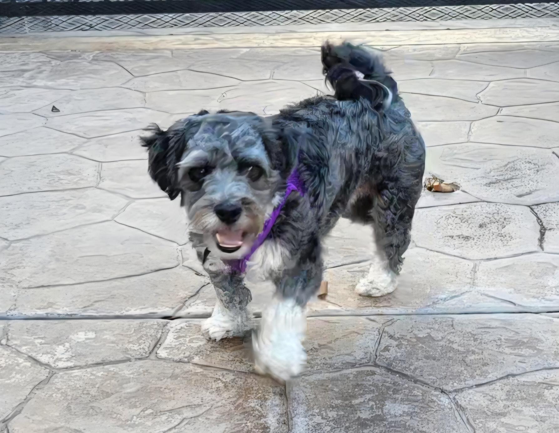 Enlarge Witty and Whimsical Winston, a Adoptable Havanese in Carlsbad, CA image 4/4