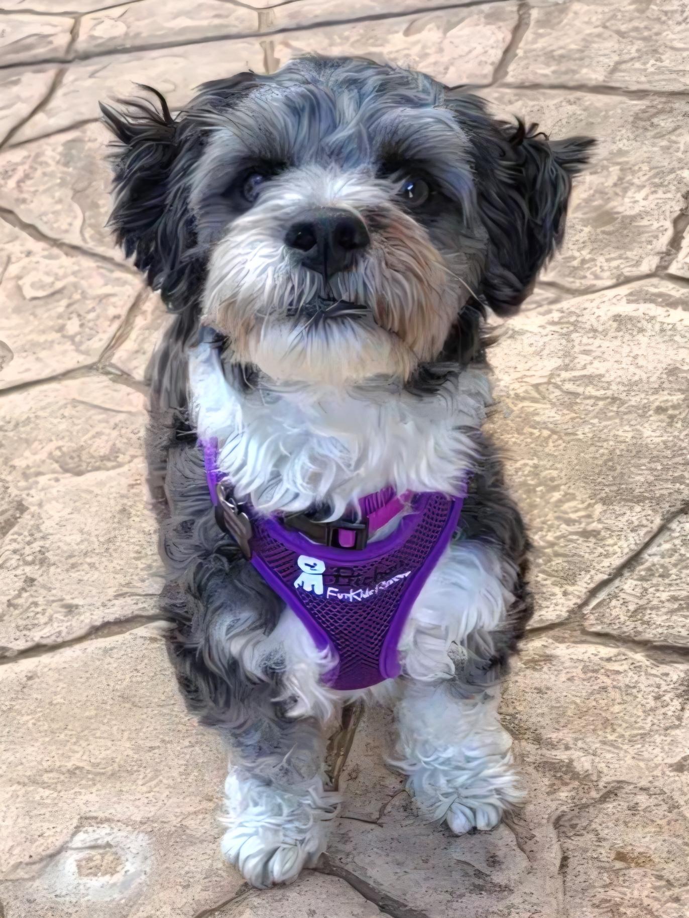 Enlarge Witty and Whimsical Winston, a Adoptable Havanese in Carlsbad, CA image 2/4