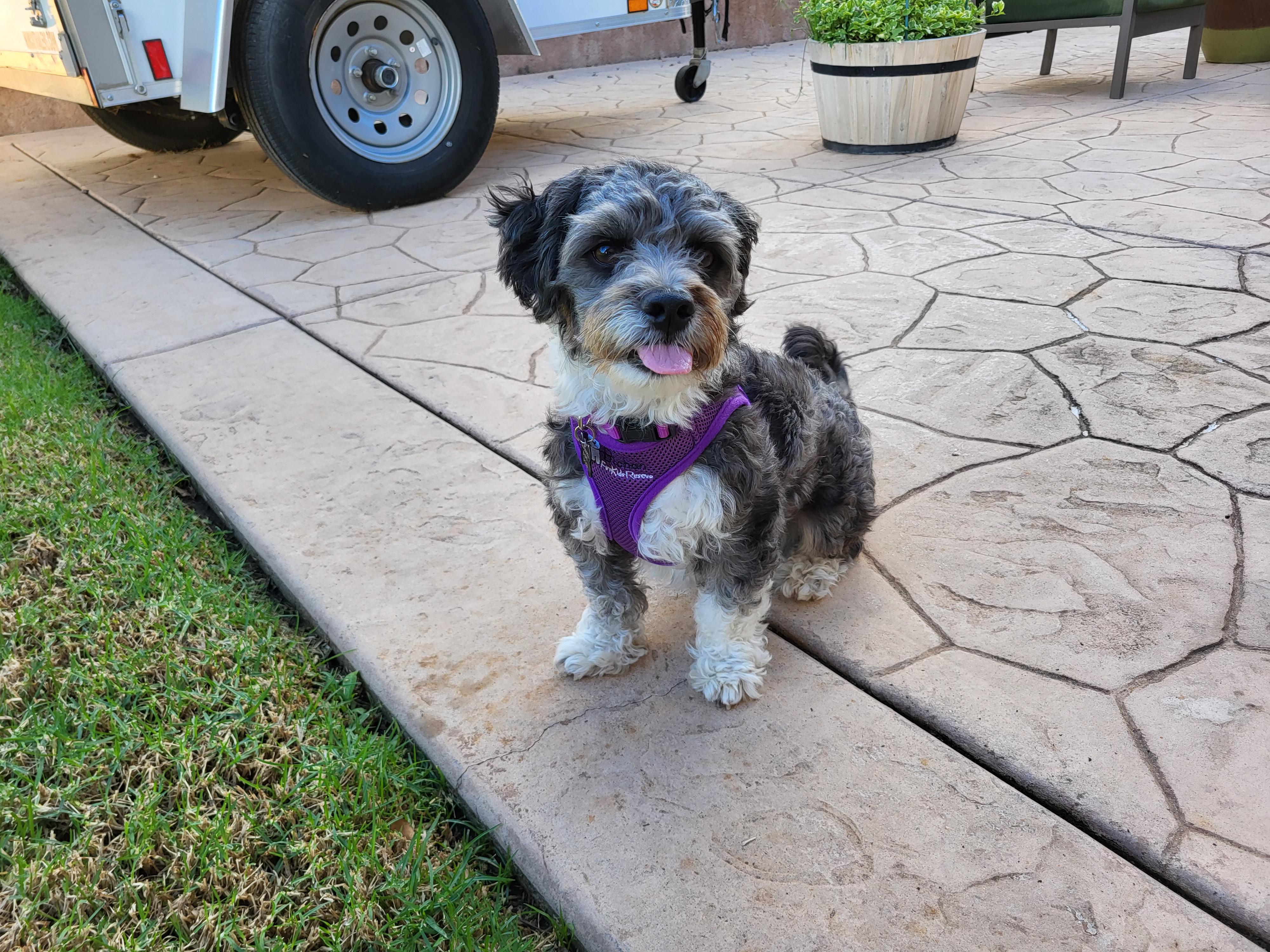 Enlarge Witty and Whimsical Winston, a Adoptable Havanese in Carlsbad, CA image 3/4