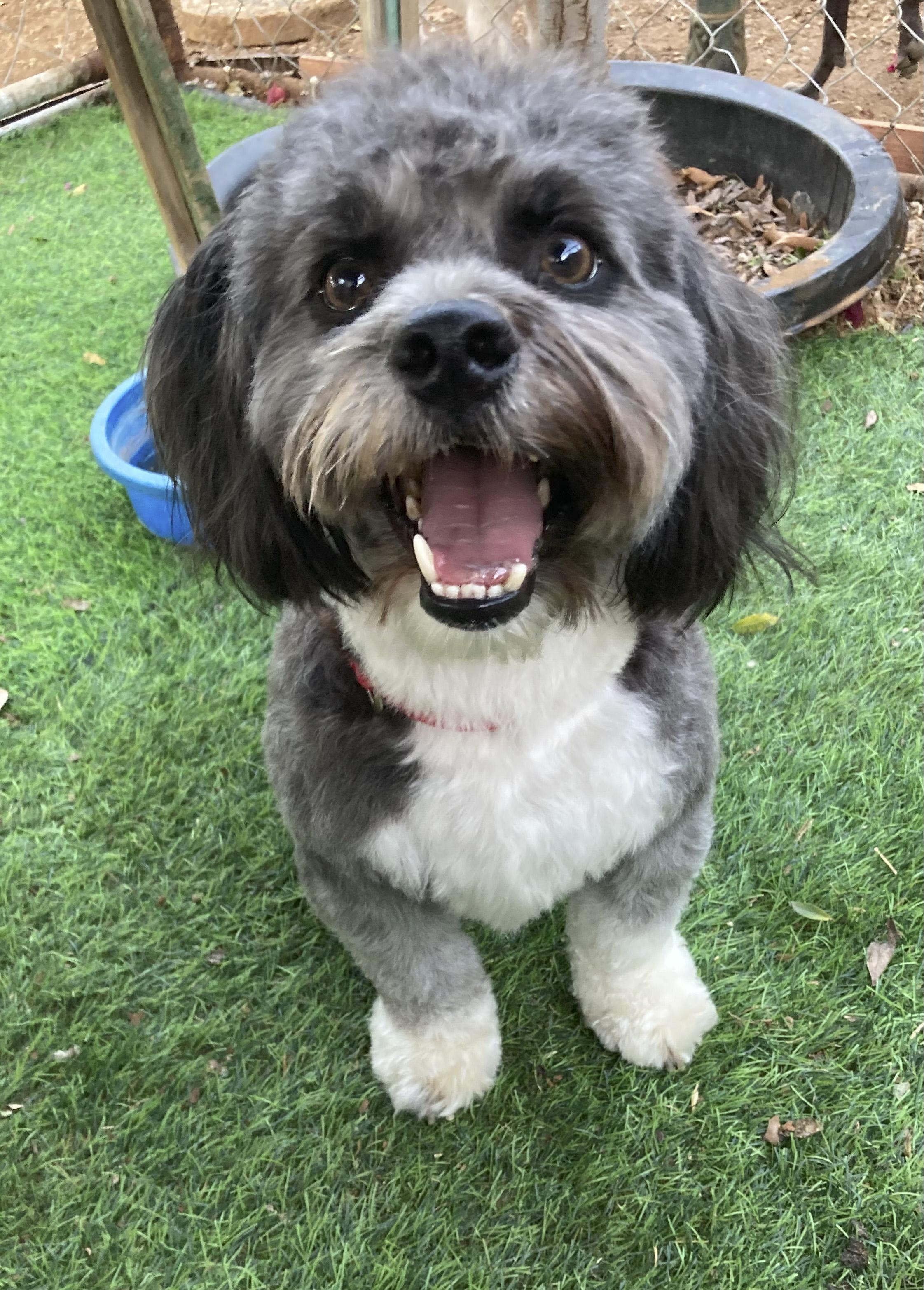 Witty and Whimsical Winston, Adoptable, Young Male Havanese.