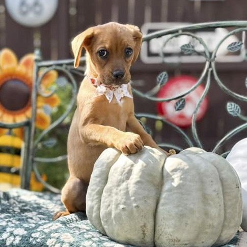 Enlarge Latte, a Adoptable mixed breed in Westbury, NY image 4/6