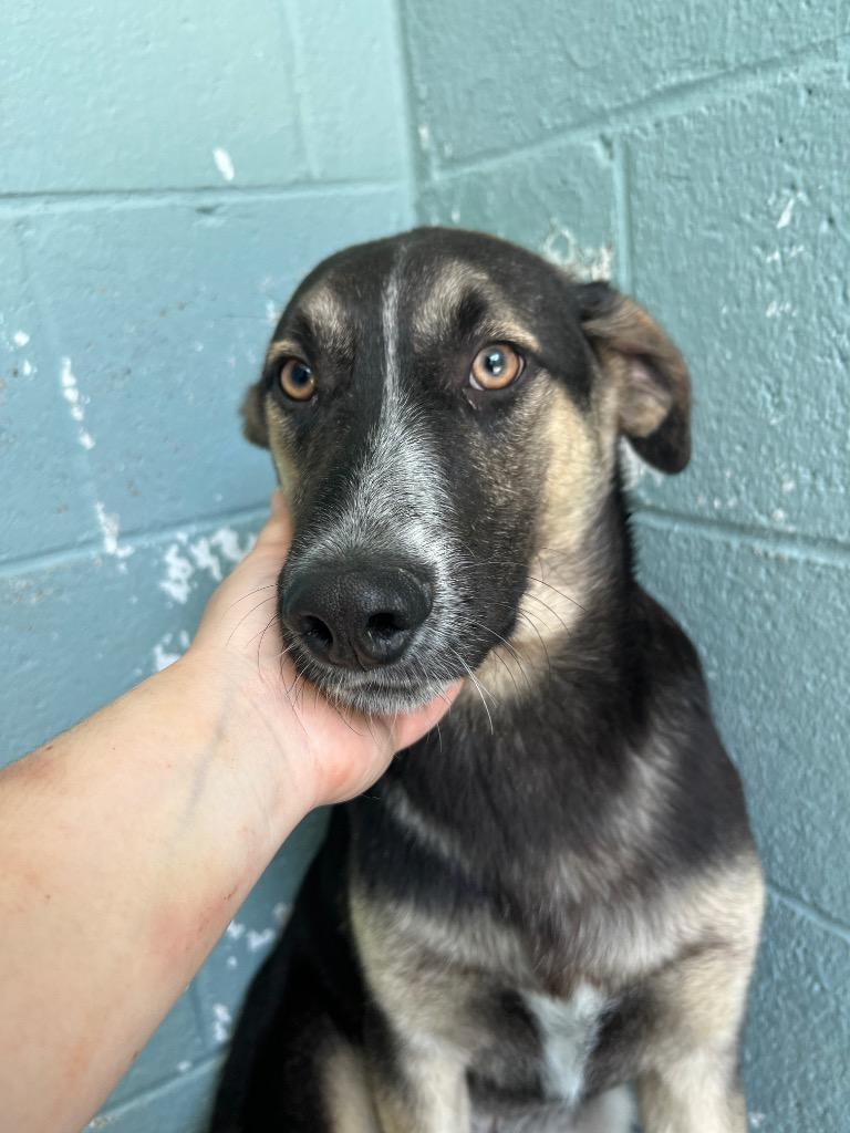 Leon, Adoptable, Young Male Mixed Breed.