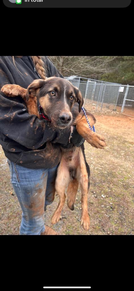 Enlarge Leon, a Adoptable Mixed Breed in Danielsville, GA image 2/3