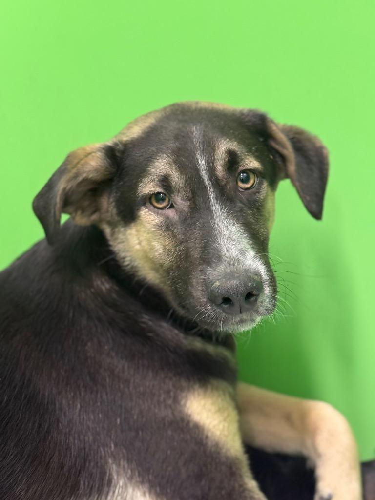 Enlarge Leon, a Adoptable Mixed Breed in Danielsville, GA image 3/3