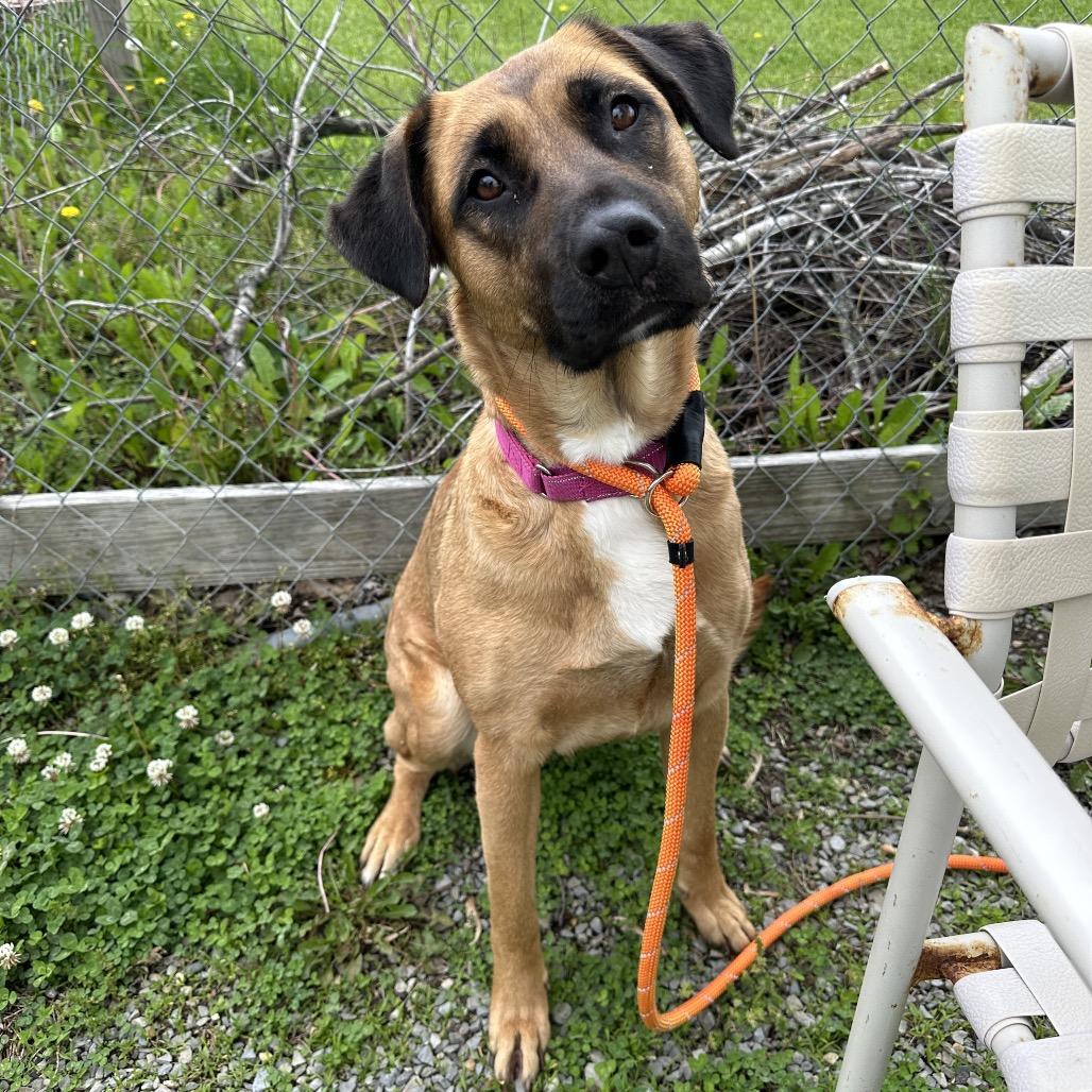 Marma, a Adoptable Mixed Breed in Cape Girardeau, MO image 3/3