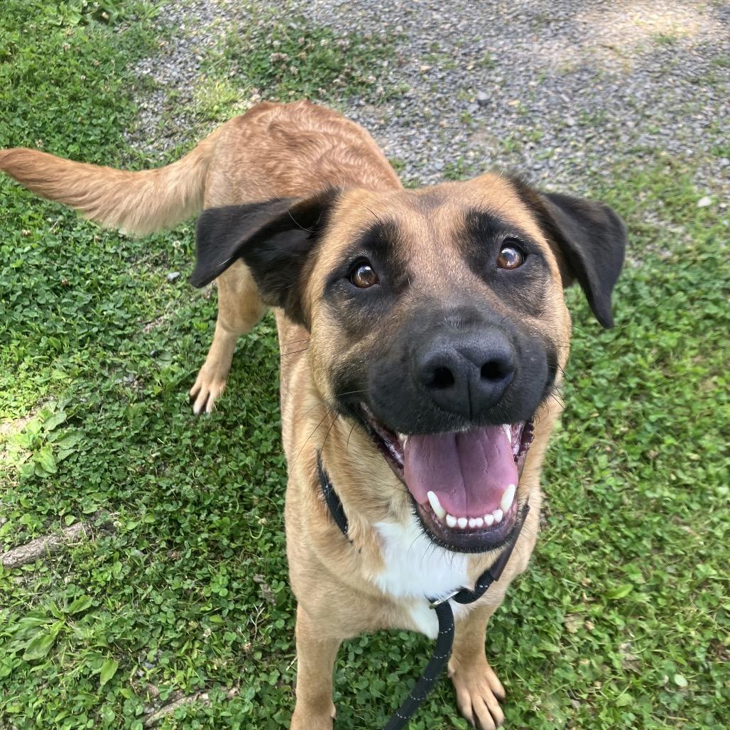 Marma, Adoptable, Adult Female Mixed Breed.