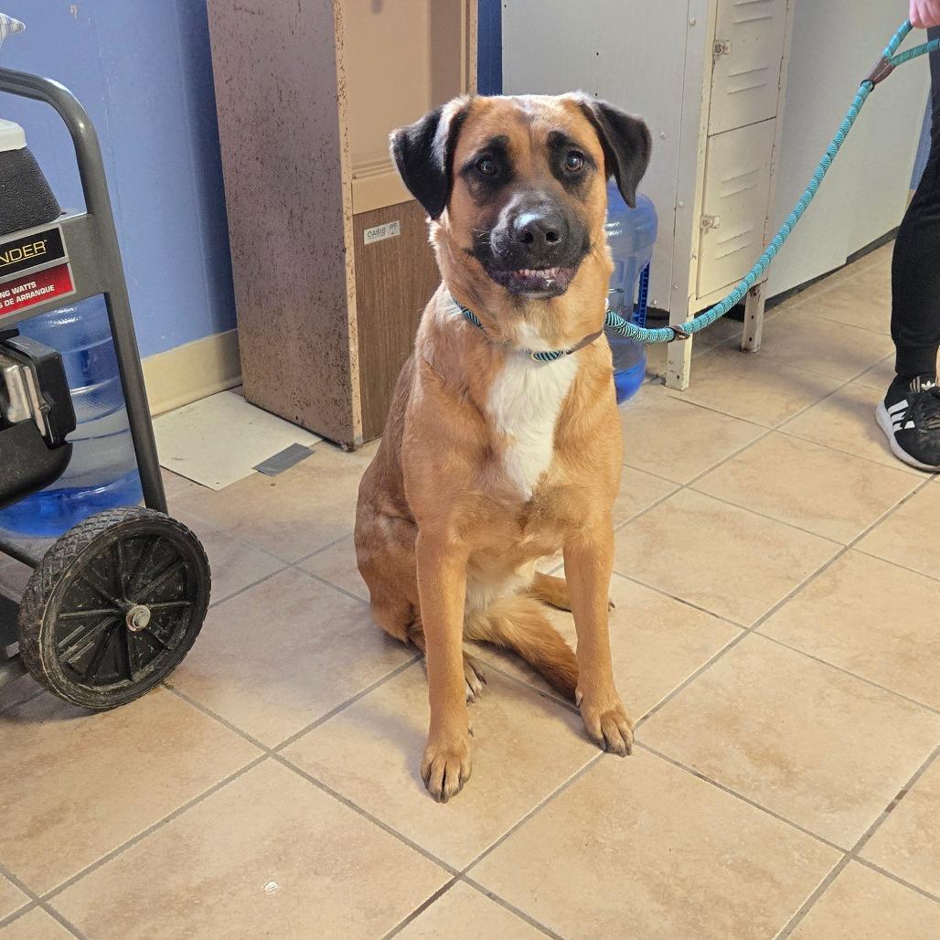 Marma, a Adoptable Mixed Breed in Cape Girardeau, MO image 2/3