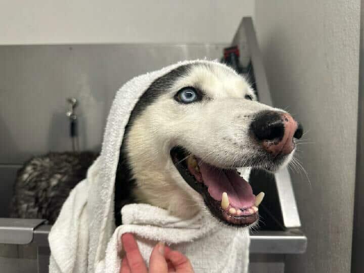 Knox - The Husky thumbnail 2