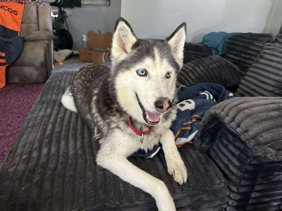 Knox - The Husky