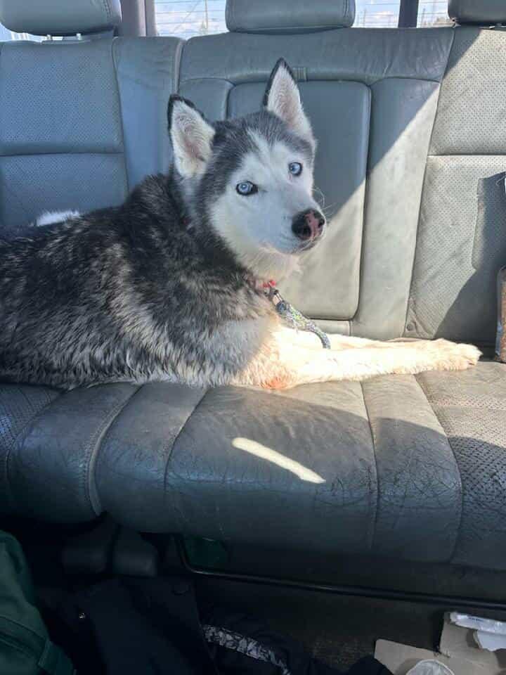 Knox - The Husky thumbnail 3