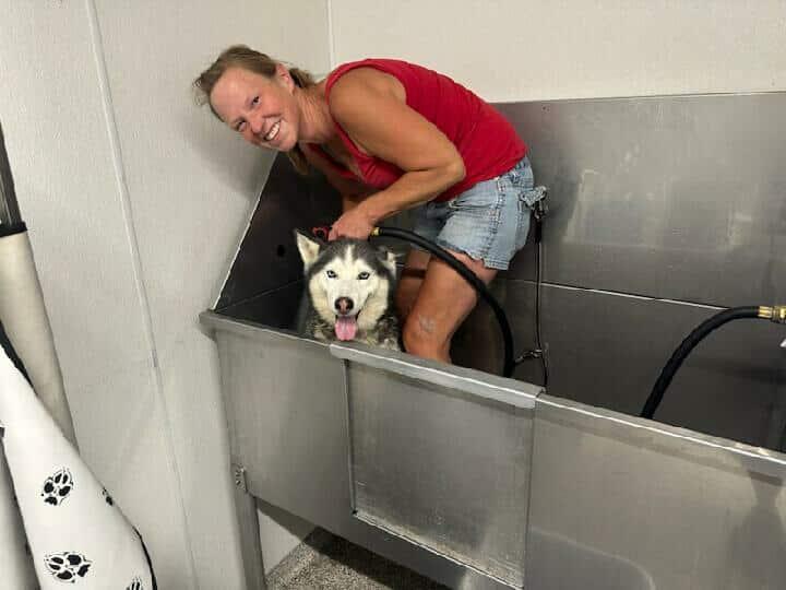 Knox - The Husky thumbnail 4