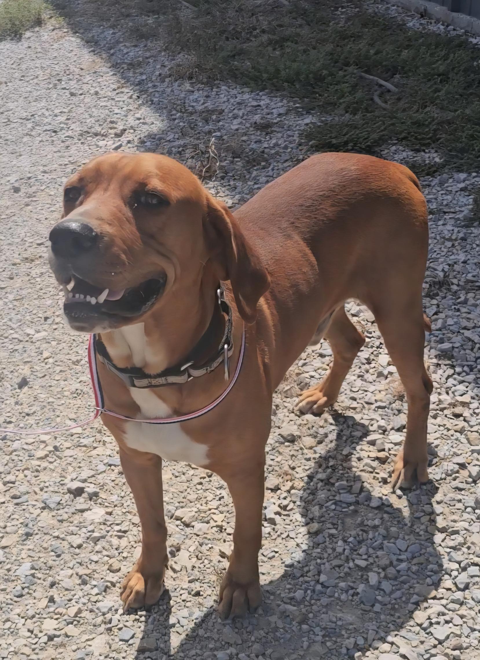 Red, Adoptable, Adult Male Coonhound.