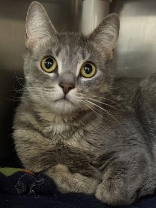 Enlarge Flora, a Adoptable mixed breed in Sterling Heights, MI image 1/2