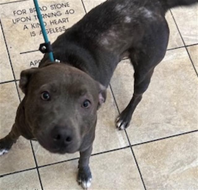 ROXY, Adoptable, Adult Female Mixed Breed.