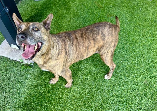 GORDITA, Adoptable, Adult Female Mixed Breed.