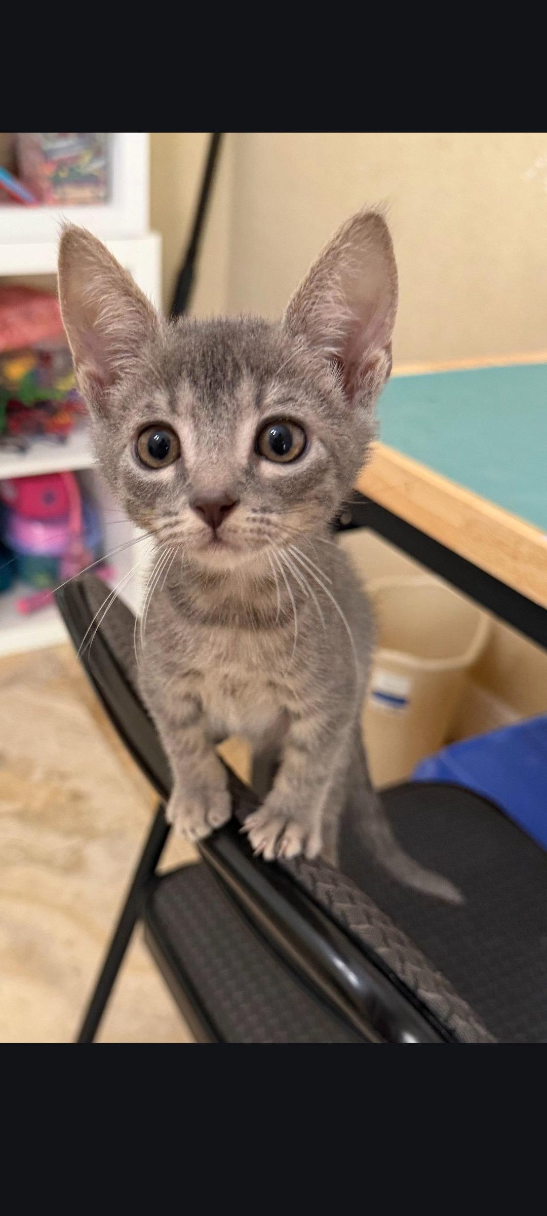 Edward, Adoptable, Kitten Male Tabby.
