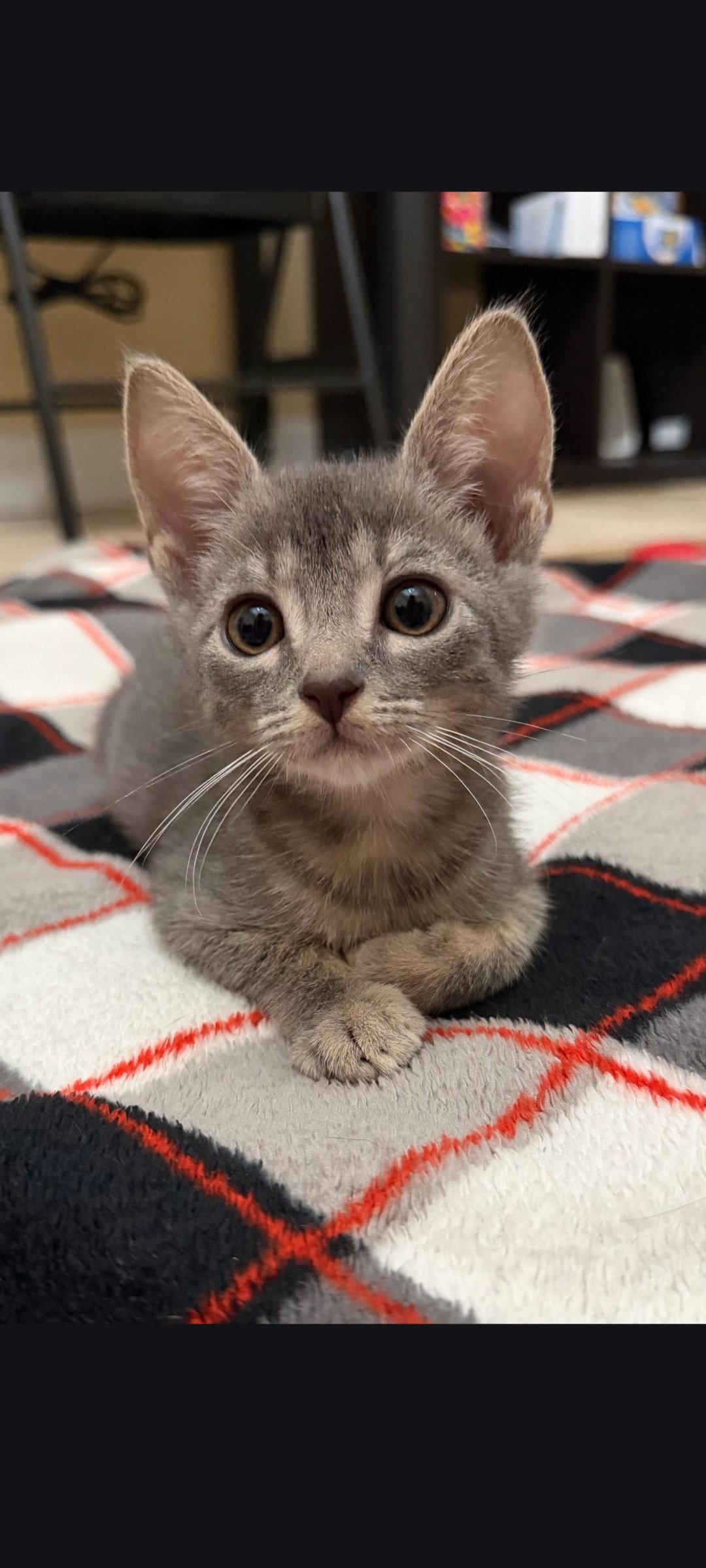 Enlarge Edward, a Adoptable Tabby in Sanford, FL image 2/2