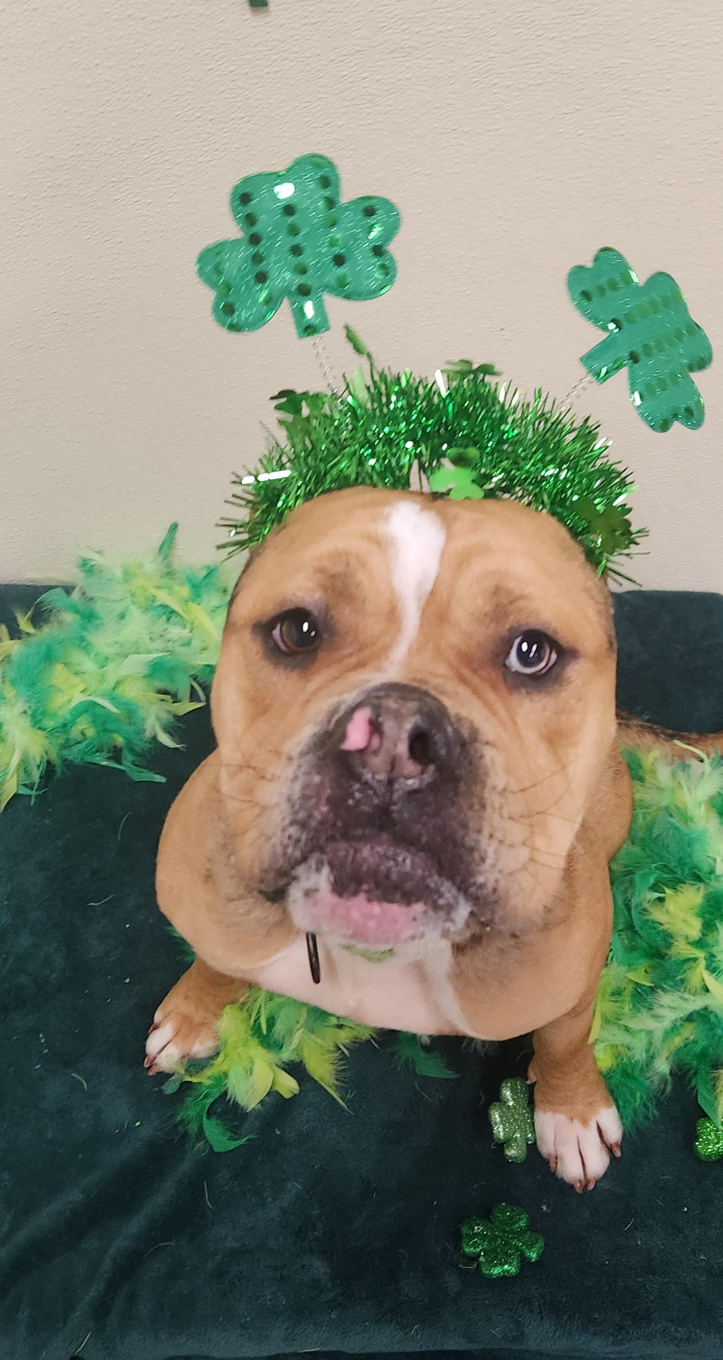 Enlarge Moose, an adoptable mixed breed in Sewaren, NJ image 1/6