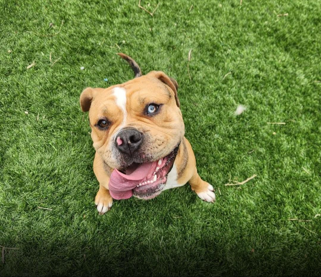 Enlarge Moose, an adoptable mixed breed in Sewaren, NJ image 1/3