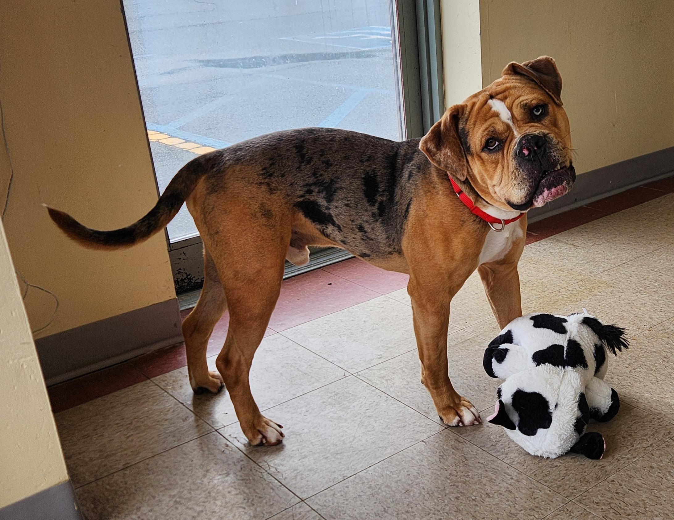 Enlarge Moose, an adoptable mixed breed in Sewaren, NJ image 2/3