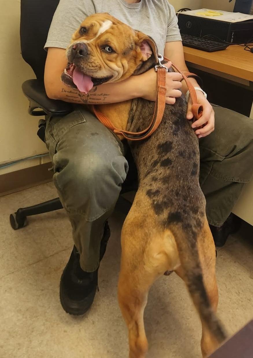 Enlarge Moose, an adoptable mixed breed in Sewaren, NJ image 3/3