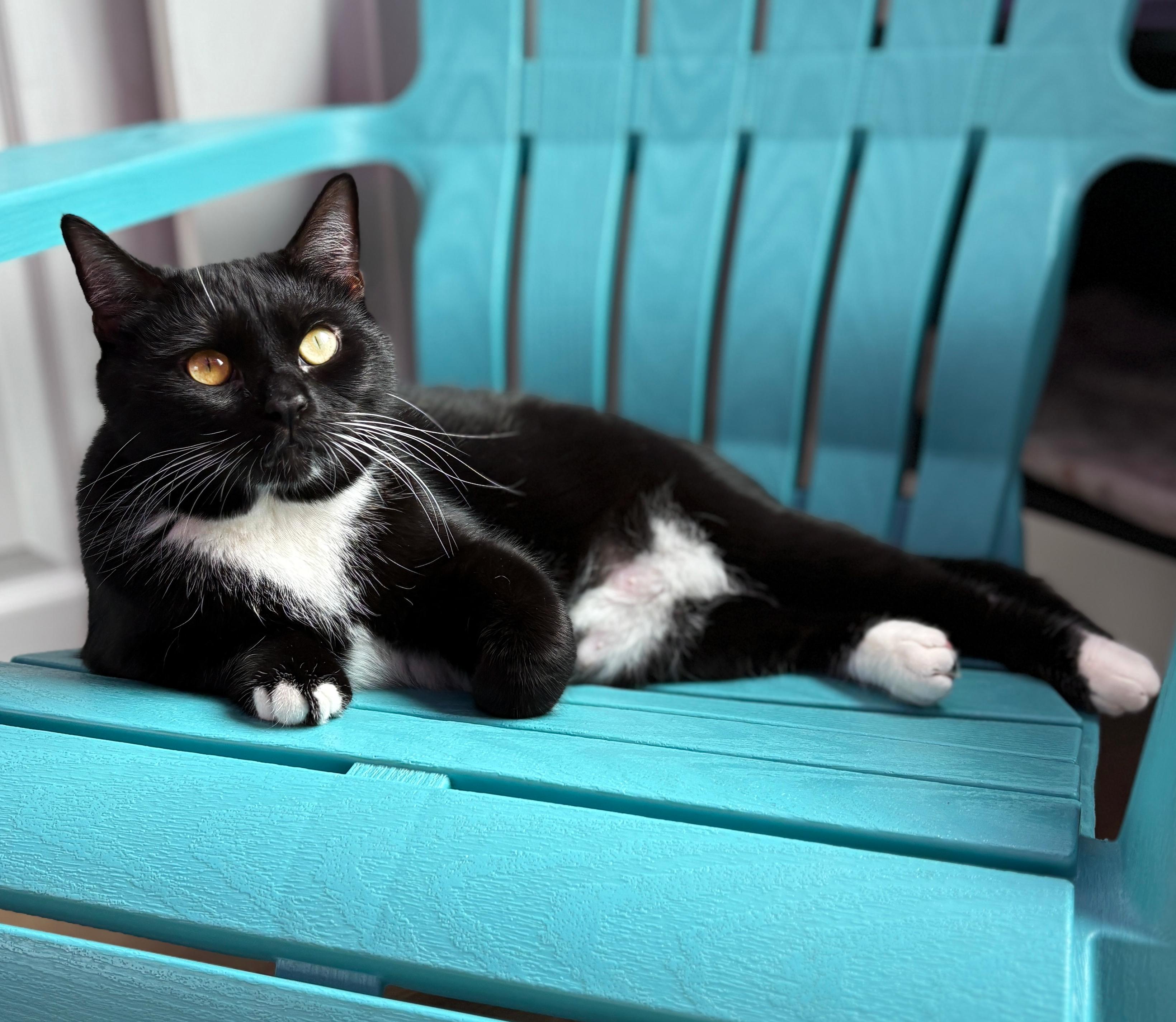 Enlarge Eva, a ADOPTABLE Domestic Short Hair in Asheville, NC image 1/1