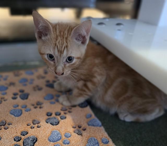 Enlarge Oliver A218441, an adopted Domestic Short Hair in Plano, TX image 1/1
