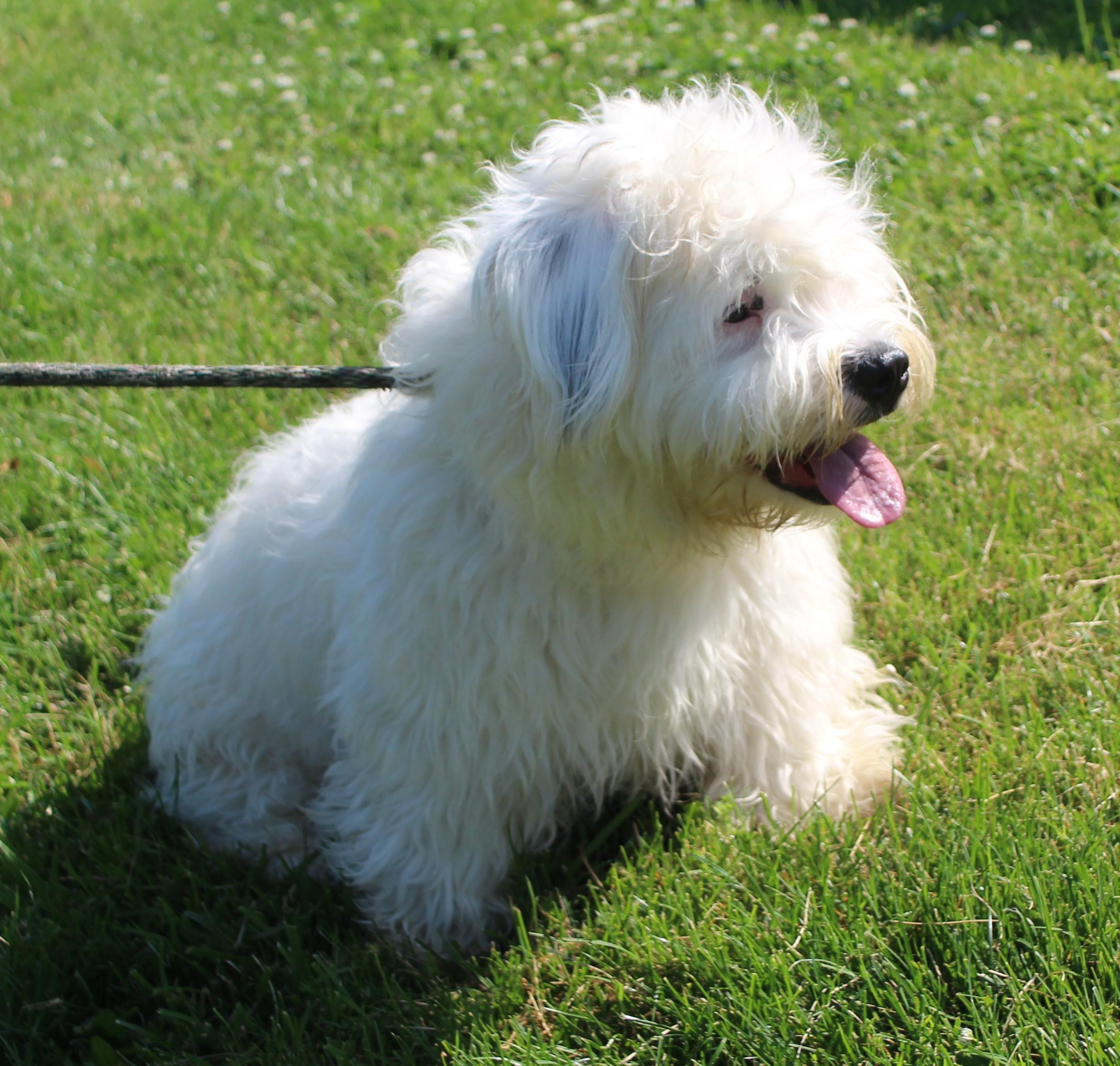Flopsy (11998), ADOPTABLE, Adult Female Poodle.