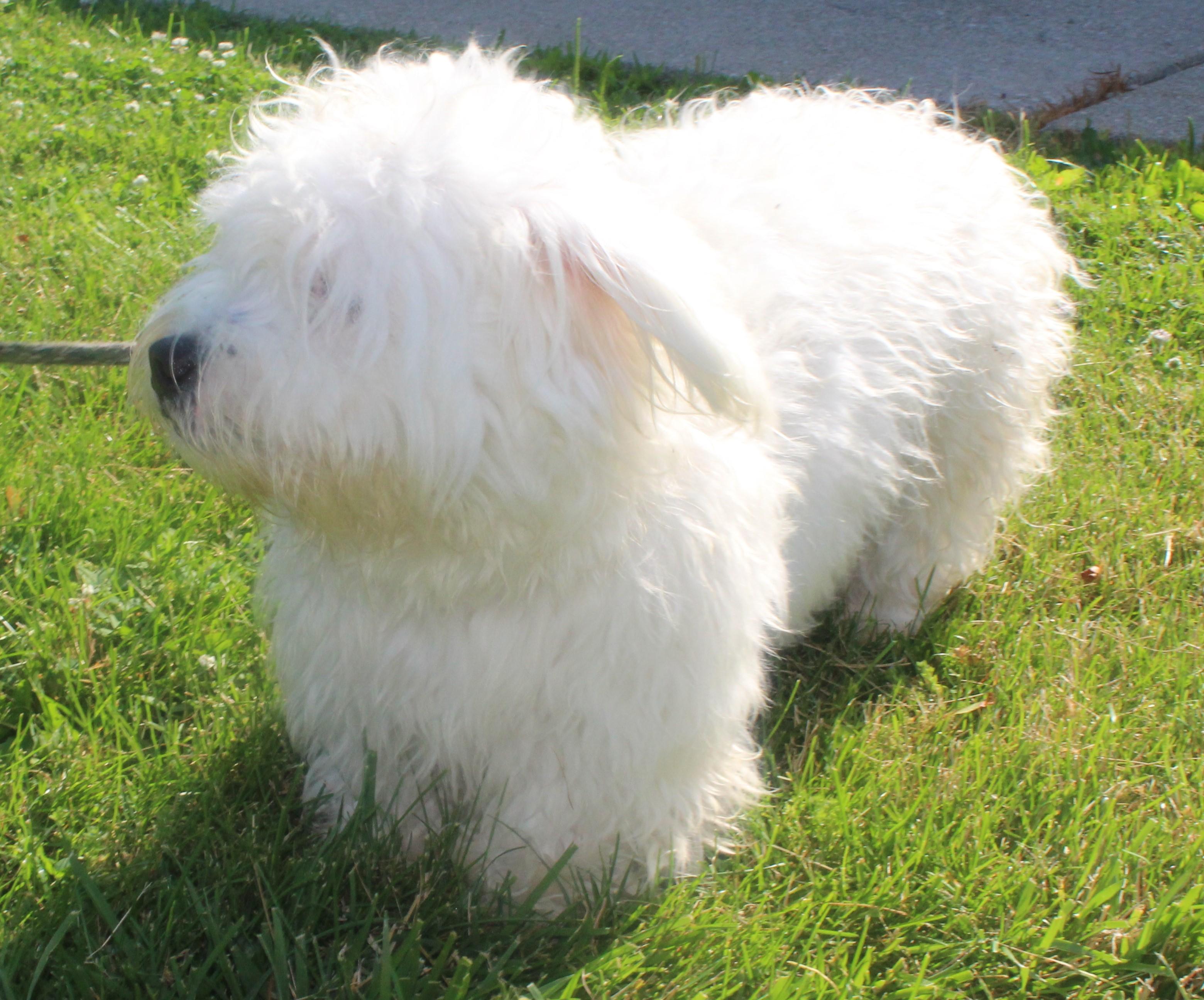 Flopsy (11998), a ADOPTABLE mixed breed in Heath, OH image 2/2