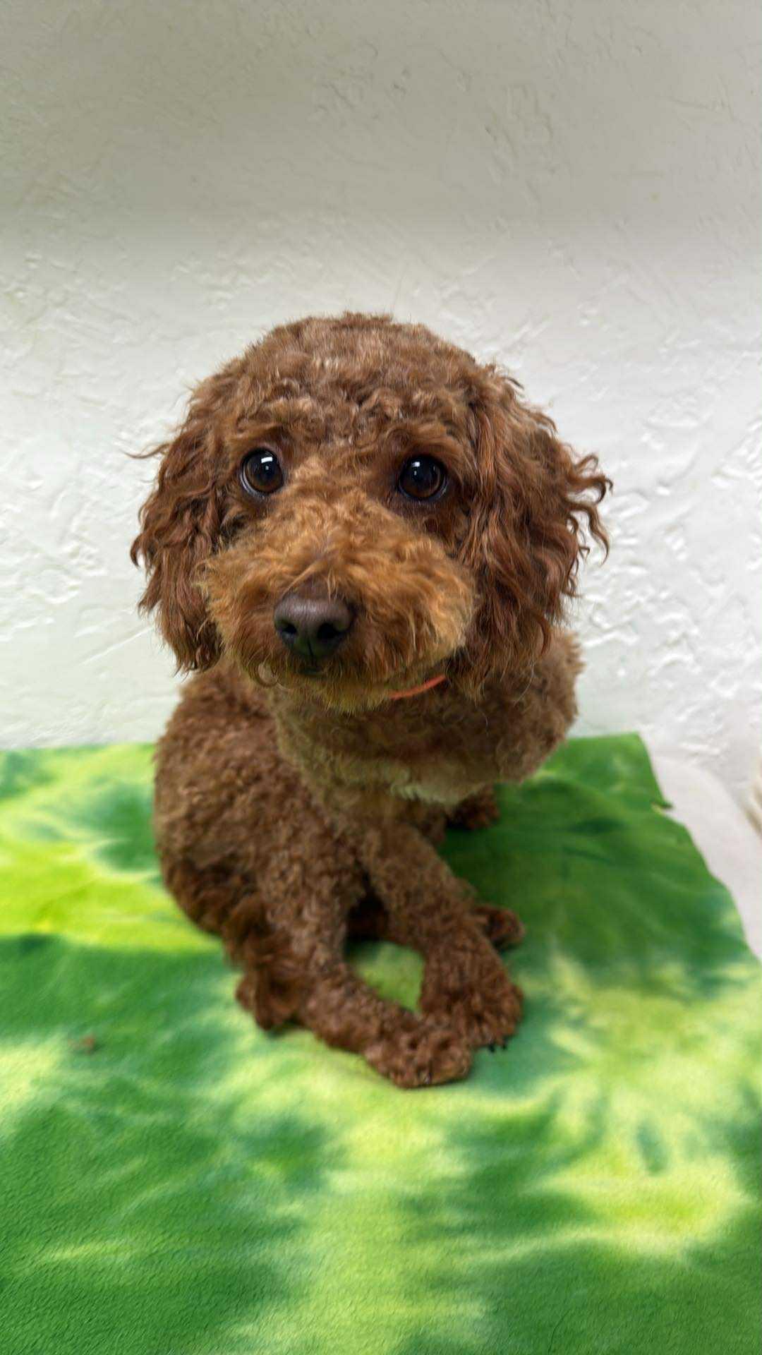 Seymour- Home Visit in Process