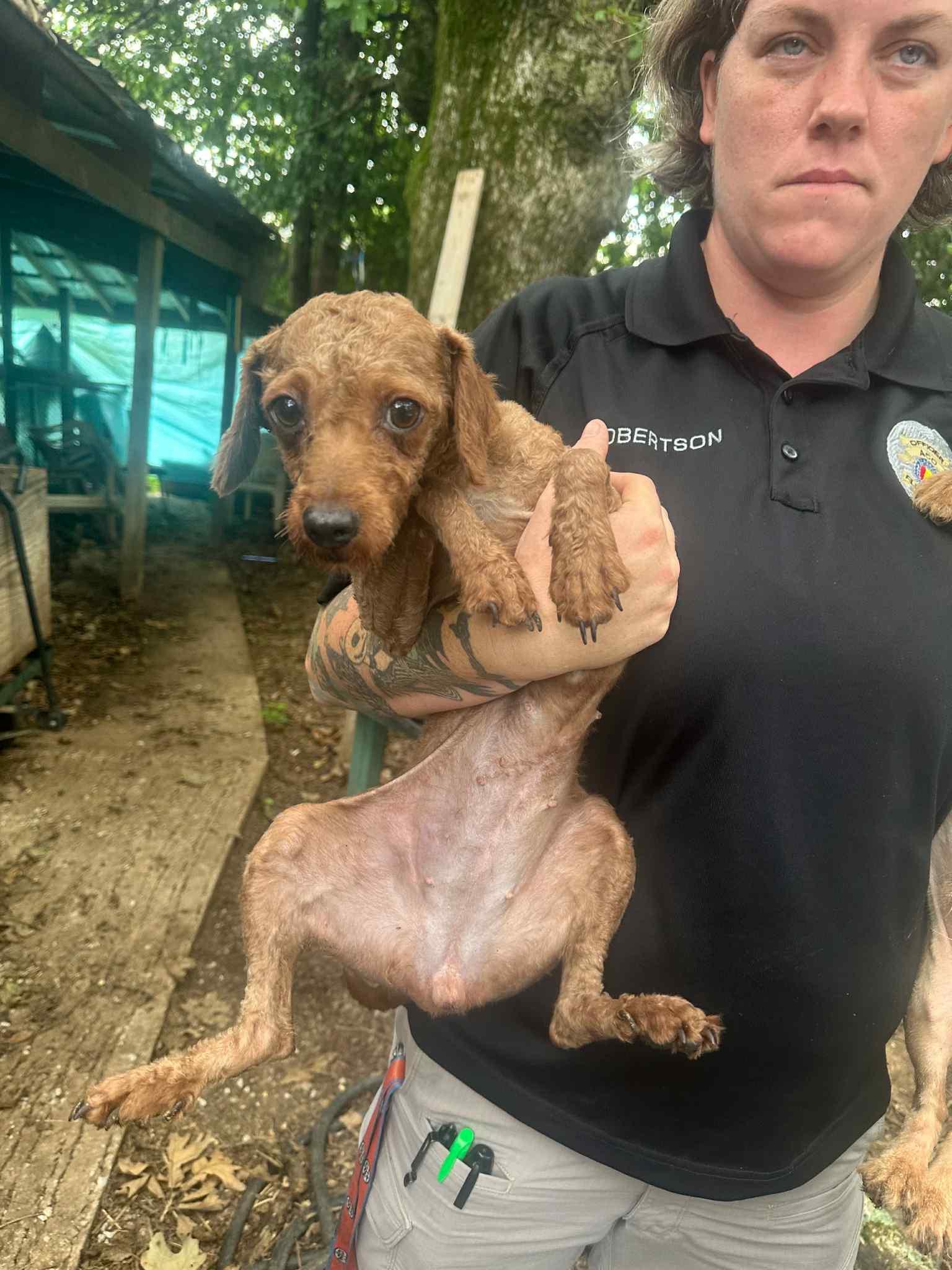Seymour-Foster Home Needed