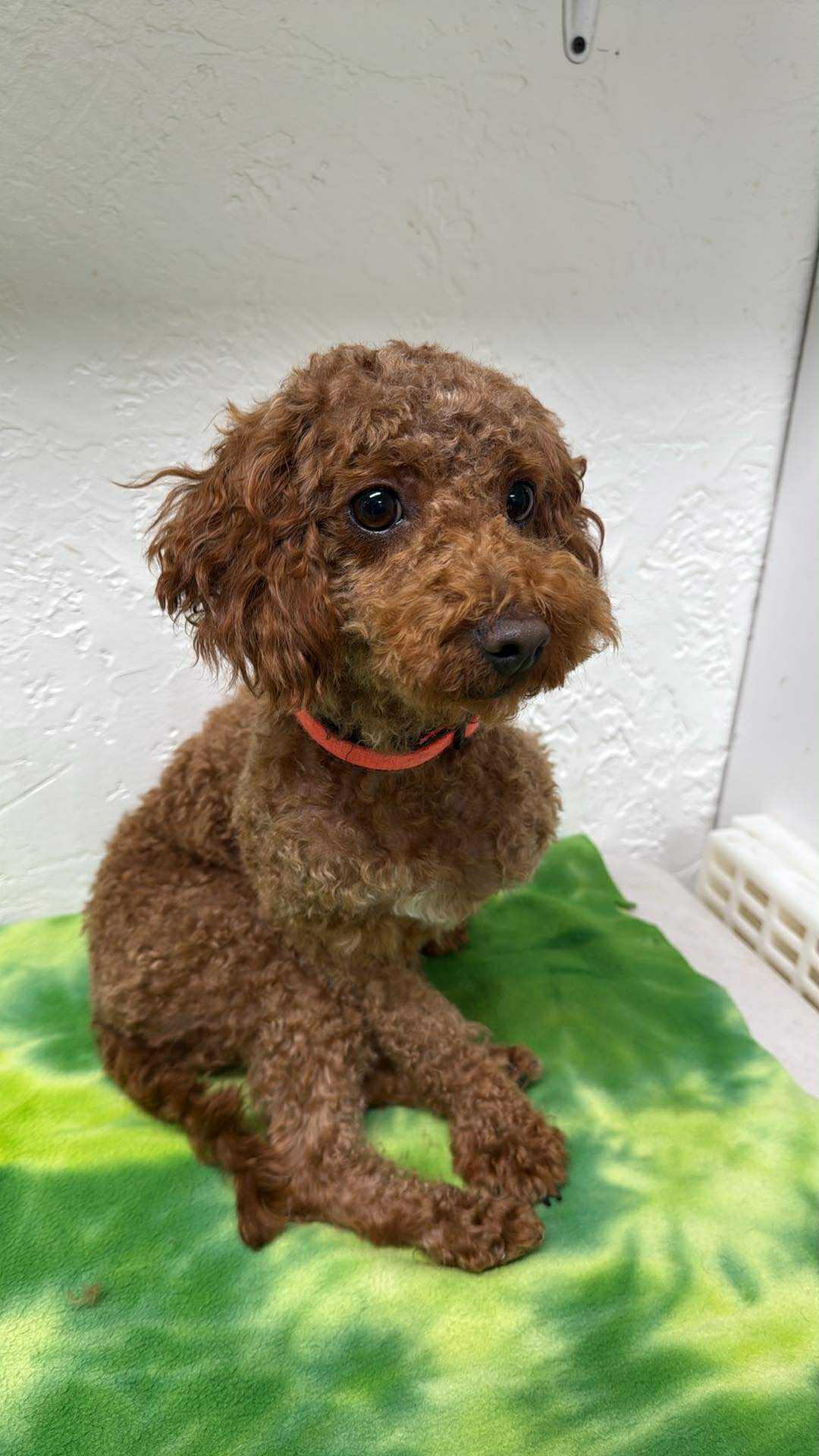 Seymour- Home Visit in Process